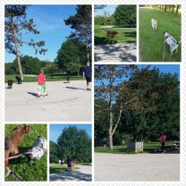 Dogs in the Park Want Donna PhotoGrid